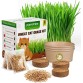 Cat Grass for Indoor Cats - Cat Grass Seeds Kit - Organic Cat Grass Growing Kit with High Germination Organic Wheat Seeds, Soil, and Planting Tools - Natural Hairball Control and Digestion Remedy